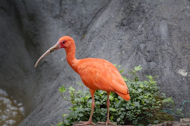 Dresdner Zoo 2